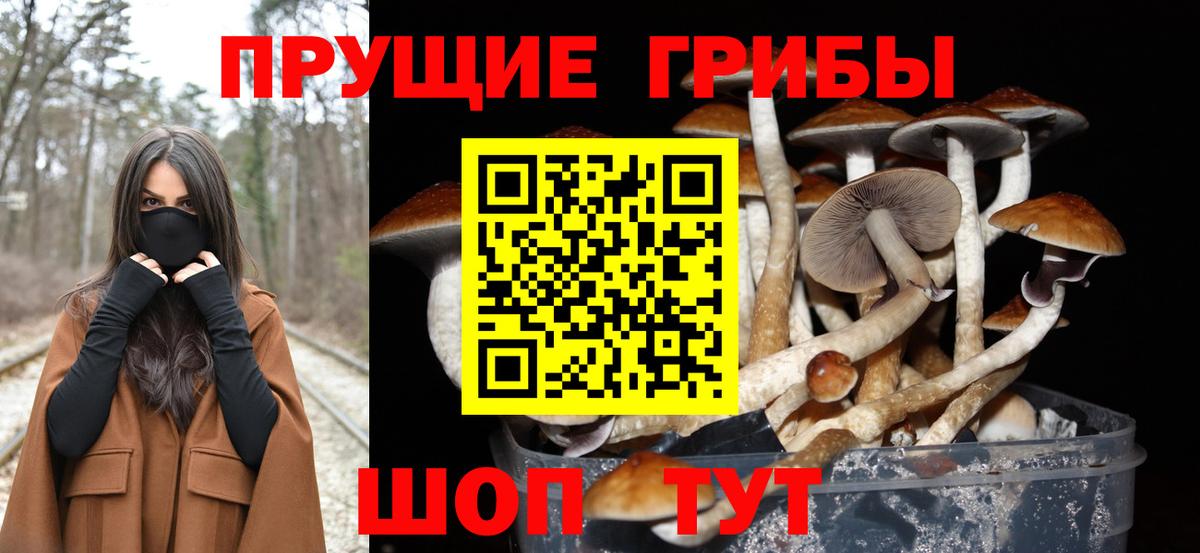 Псилоцибиновые грибы Psilocybine cubensis Вязники